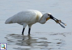 Löffler (Eurasian Spoonbill, Platalea leucorodia leucorodia)