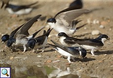 Mehlschwalbe (House Martin, Delichon urbica)