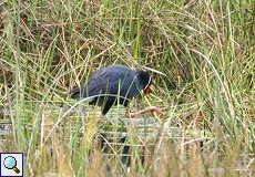 Purpurhuhn (Purple Swamphen, Porphyrio porphyrio)