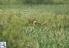 Purpurreiher (Purple Heron, Ardea purpurea purpurea)