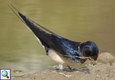 Rauchschwalbe (Barn Swallow, Hirundo rustica rustica)