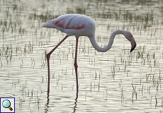 Rosaflamingo (Greater Flamingo, Phoenicopterus roseus), Altvogel