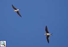 Rotflügel-Brachschwalbe (Collared Pratincole, Glareola pratincola)