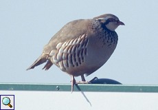 Rothuhn (Red-legged Partridge, Alectoris rufa)