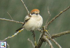 Weiblicher Rotkopfwürger (Woodchat Shrike, Lanius senator)