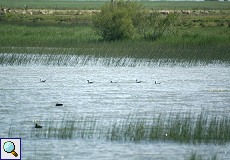 Säbelschnäbler (Pied Avocet, Recurvirostra avosetta)