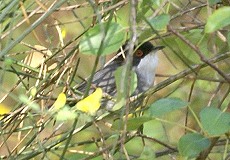 Männliche Samtkopf-Grasmücke (Sardinian Warbler, Sylvia melanocephala melanocephala)