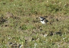 Sandregenpfeifer (Ringed Plover, Charadrius hiaticula)