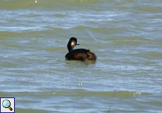 Schwarzhalstaucher (Black-necked Grebe, Podiceps nigricollis)