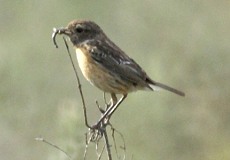 Weibliches Schwarzkehlchen (European Stonechat, Saxicola rubicola)