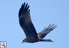 Schwarzmilan (Black Kite, Milvus migrans)