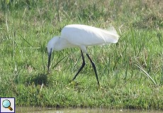 Seidenreiher (Little Egret, Egretta garzetta) Seidenreiher (Little Egret, Egretta garzetta)
