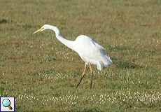 Silberreiher (Great Egret, Egretta alba)