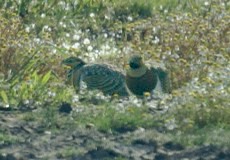 Spießflughuhn (Pin-tailed Sandgrouse, Pterocles alchata)