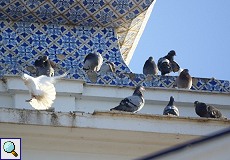 Stadttaube (Pigeon, Columba livia f. domestica)