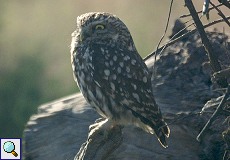 Steinkauz (Little Owl, Athene noctua)