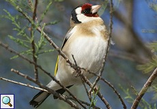 Stieglitz (Eurasian Goldfinch, Carduelis carduelis)