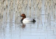 Tafelente (Common Pochard, Aythya ferina)