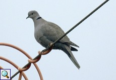 Türkentaube (Collared Dove, Streptopelia decaocto)