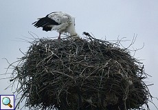 Weißstorch (White Stork, Ciconia ciconia)