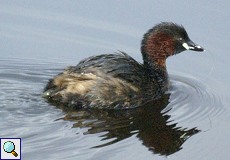 Zwergtaucher (Little Grebe, Tachybaptus ruficollis ruficollis)