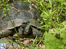 Maurische Landschildkröte (Greek Tortoise, Testudo graeca)