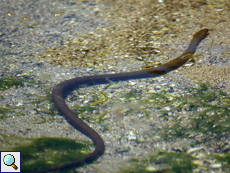 Würfelnatter (Dice Snake, Natrix tessellata)