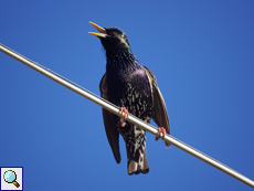 Am Hotel Complex Arda leben viele Stare (Sturnus vulgaris)