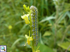 Raupe des Östlichen Gesprenkelten Weißlings (Euchloe ausonia)