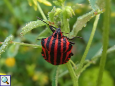 Streifenwanze (Graphosoma italicum) am Fluss Arda