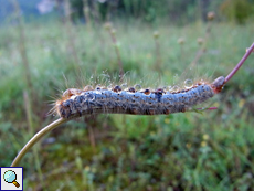 Im Tal leben viele Tiere wie die Raupe des Wolfsmilch-Ringelspinners (Malacosoma castrensis)