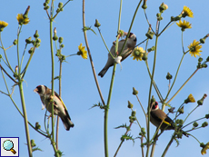 Stieglitze (Carduelis carduelis) finden viel Nahrung am Arda