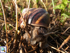 Es gibt viele Gestreifte Weinbergschnecken (Helix lucorum) im Tal