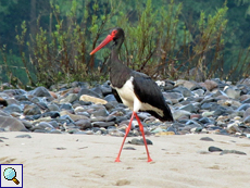 Am Arda kann man dem Schwarzstorch (Ciconia nigra) begegnen