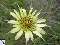 Große Bocksbart (Tragopogon dubius)