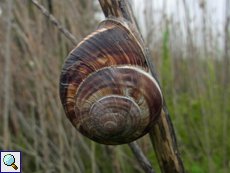 Gestreifte Weinbergschnecke (Helix lucorum)