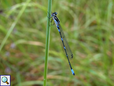 Fledermaus-Azurjungfer (Coenagrion pulchellum)