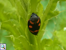 Bindenblutzikade (Cercopis sanguinolenta)