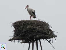 Weißstorch (Ciconia ciconia)