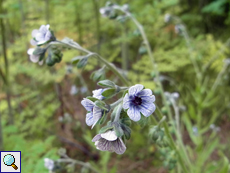 Kretische Hundszunge (Cynoglossum creticum)