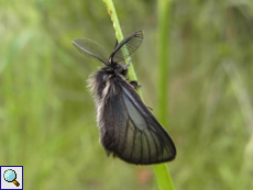 Männlicher Trauerspinner (Penthophera morio)