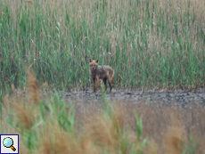 Belegbild: Goldschakal (Canis aureus) in weiter Ferne