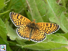 Wegerich-Scheckenfalter (Melitaea cinxia)