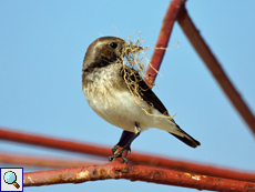 Weiblicher Nonnensteinschmätzer (Oenanthe pleschanka)