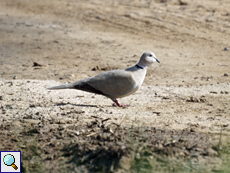 Türkentaube (Streptopelia decaocto)