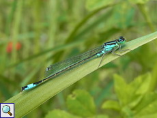 Große Pechlibelle (Ischnura elegans)