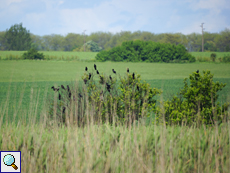 Zwergscharben (Phalacrocorax pygmeus)