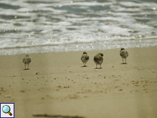 Alpenstrandläufer (Calidris alpina)