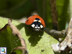 Siebenpunkt-Marienkäfer (Coccinella septempunctata)