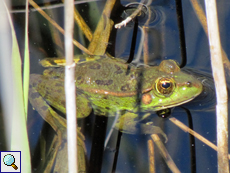 Teichfrosch (Pelophylax esculentus)